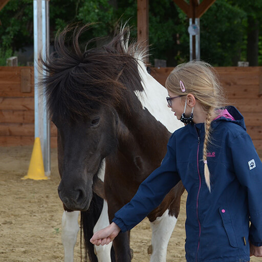 Ein Kind hält einem Pferd die Hand hin um eine Beziehung aufzubauen